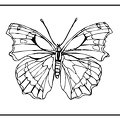 dibujos pintar mariposa (5)