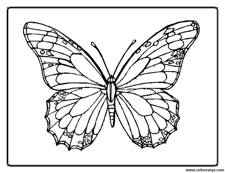 dibujos pintar mariposa (6).jpg