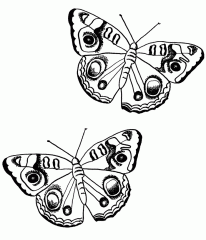 dibujos pintar mariposa (7)