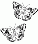 dibujos pintar mariposa (7)