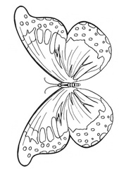 dibujos pintar mariposa (8)