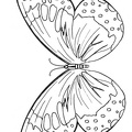 dibujos pintar mariposa (8)
