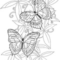 dibujos pintar mariposa (9)