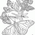 dibujos pintar mariposa (121)