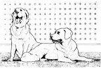 dibujos colorear perro (12)