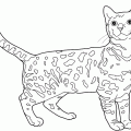dibujos pintar gato (3)