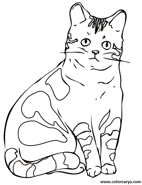 dibujos pintar gato (5).jpg
