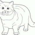 dibujos pintar gato (7)