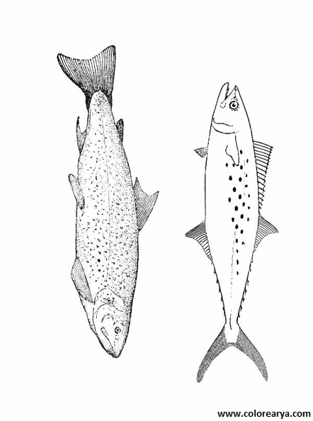 dibujos colorear peces (9).jpg