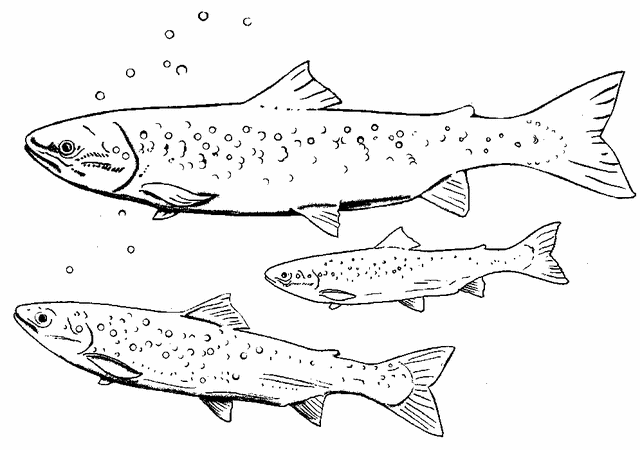 dibujos colorear peces (14).gif
