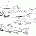 dibujos colorear peces (14)
