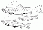 dibujos colorear peces (14)