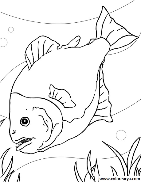 dibujos colorear peces (17).jpg