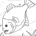 dibujos colorear peces (17)