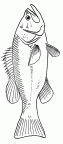 dibujos colorear peces (142)