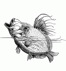 dibujos colorear peces (145)