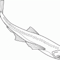 dibujos colorear peces (2000)