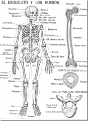 el cuerpo humano (2)