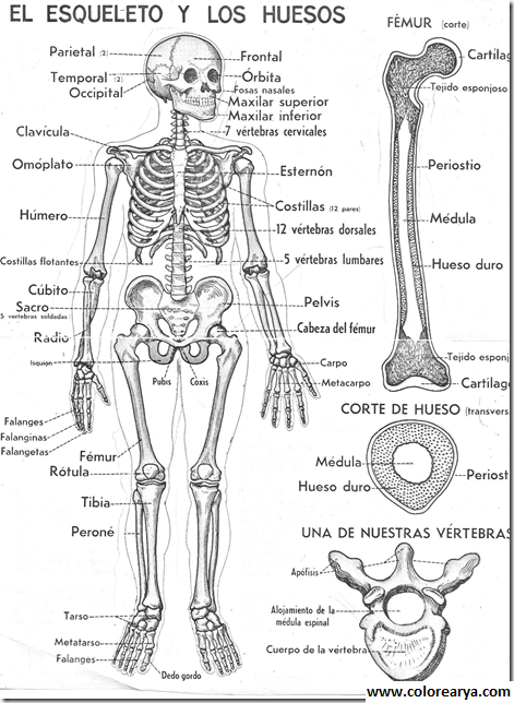 el cuerpo humano (2)