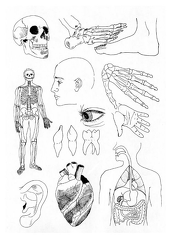 el cuerpo humano (4)