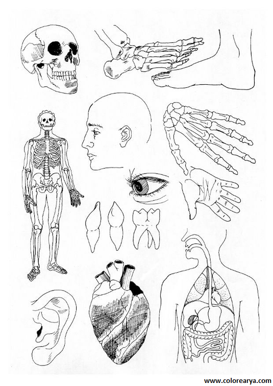 el cuerpo humano (4)