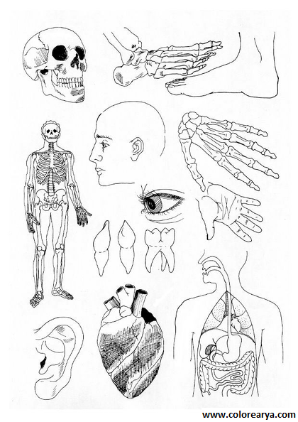 el cuerpo humano (4).png