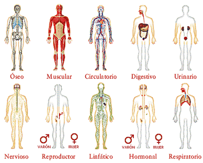 el cuerpo humano (6)