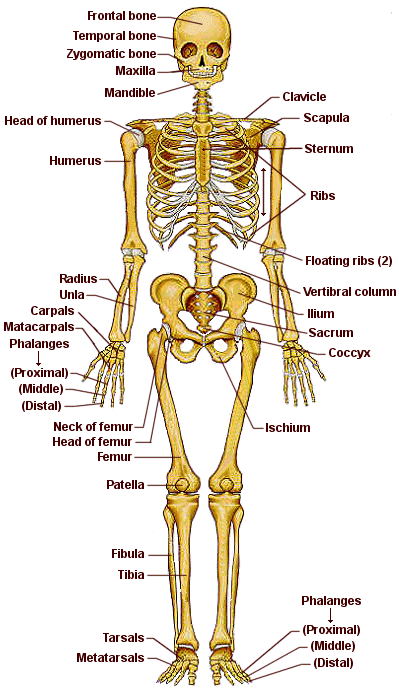 el cuerpo humano (10)