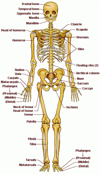el cuerpo humano (10).gif