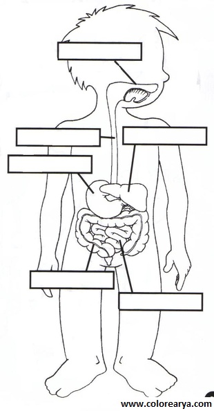 el cuerpo humano (11).jpg