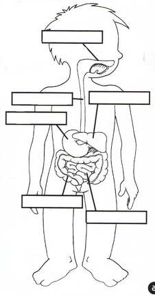 el cuerpo humano (11)