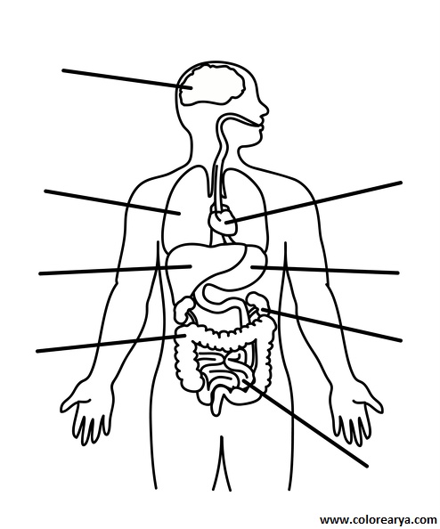 el cuerpo humano (15).jpg