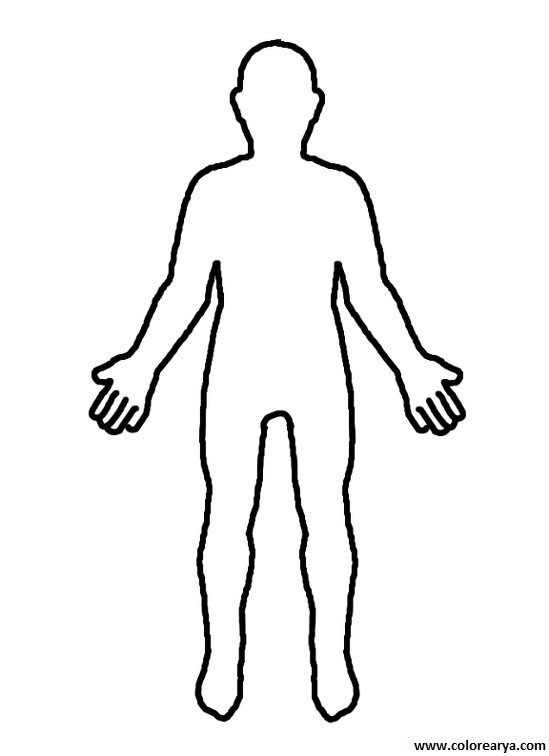 el cuerpo humano (19)