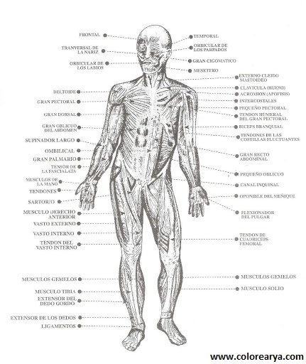 el cuerpo humano (20)