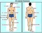 el cuerpo humano (27)