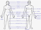 el cuerpo humano (41)