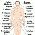 el cuerpo humano (1000)