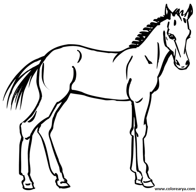 dibujos-de-caballos (3)