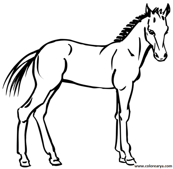 dibujos-de-caballos (3).png