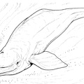 delfin-colorear (2)