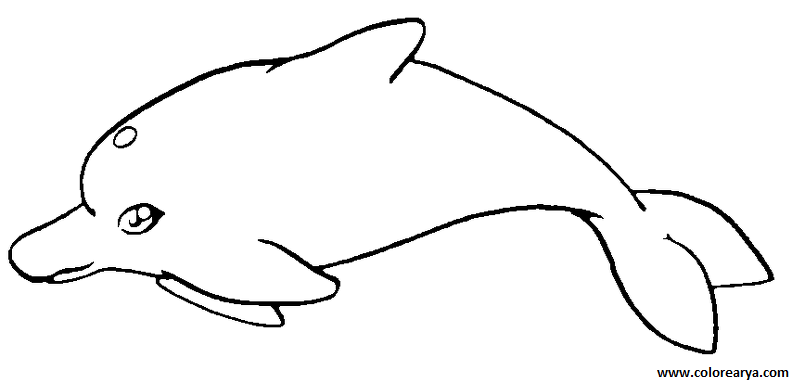 delfin-colorear (6)