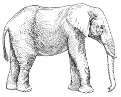 elefante-colorear (3)