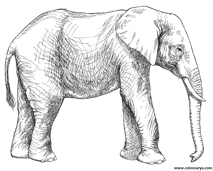 elefante-colorear (3).jpg