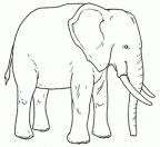 elefante-colorear (13)