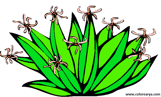 CACTUS-CLIPART (4).png