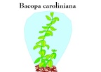 Plantas-Acuaticas (3)