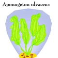 Plantas-Acuaticas (4)