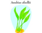 Plantas-Acuaticas (5)