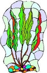 Plantas-Acuaticas (10)
