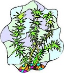 Plantas-Acuaticas (33)